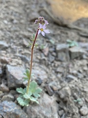 Lithophragma tenellum