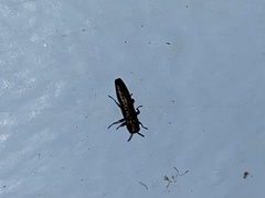 Agrilinae