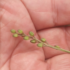 Triglochin concinna concinna