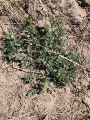 Astragalus lentiginosus