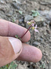 Lithophragma tenellum