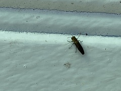 Agrilinae