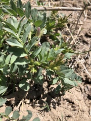 Astragalus lentiginosus