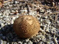 Lycoperdon americanum
