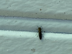 Agrilinae