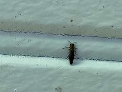 Agrilinae