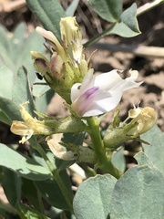 Astragalus lentiginosus