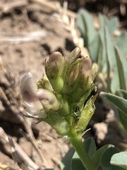 Astragalus lentiginosus