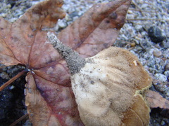 Lycoperdon americanum