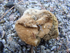 Lycoperdon americanum