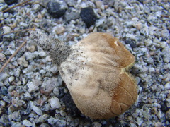 Lycoperdon americanum