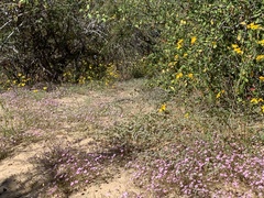 Stenotis asperuloides