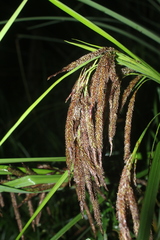 Carex chordalis
