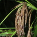 Carex jamesonii - Photo (c) Apipa, some rights reserved (CC BY-NC), uploaded by Apipa