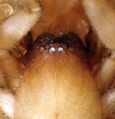 Haplodrassus maculatus