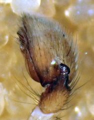 Haplodrassus maculatus