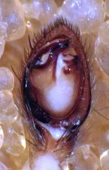 Haplodrassus maculatus