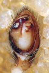 Haplodrassus maculatus