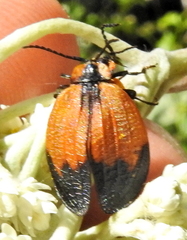 Lycus palliatus