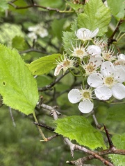 Crataegus coccinea