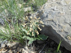 Asclepias scaposa
