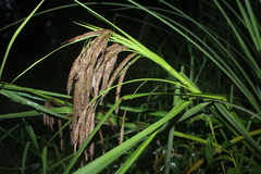 Carex chordalis