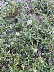 Spermacoce verticillata