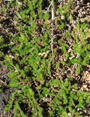 Selaginella peruviana