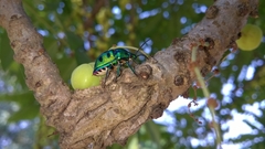 Chrysocoris