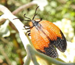 Lycus palliatus