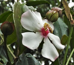 Blakea quadrangularis