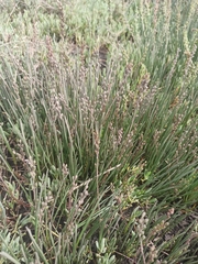 Triglochin concinna concinna