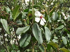 Blakea quadrangularis