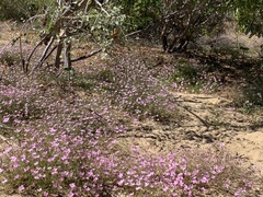 Stenotis asperuloides