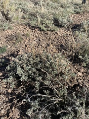 Artemisia arbuscula