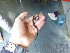 Mastigodryas danieli