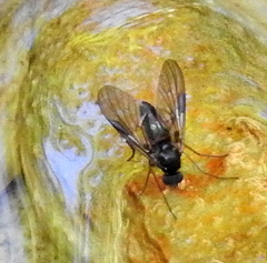 Athericidae