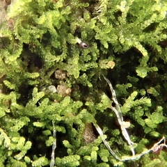Cephaloziella turneri