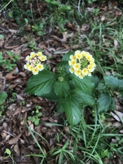 Lantana × hybrida