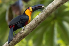 Ramphastos vitellinus ariel