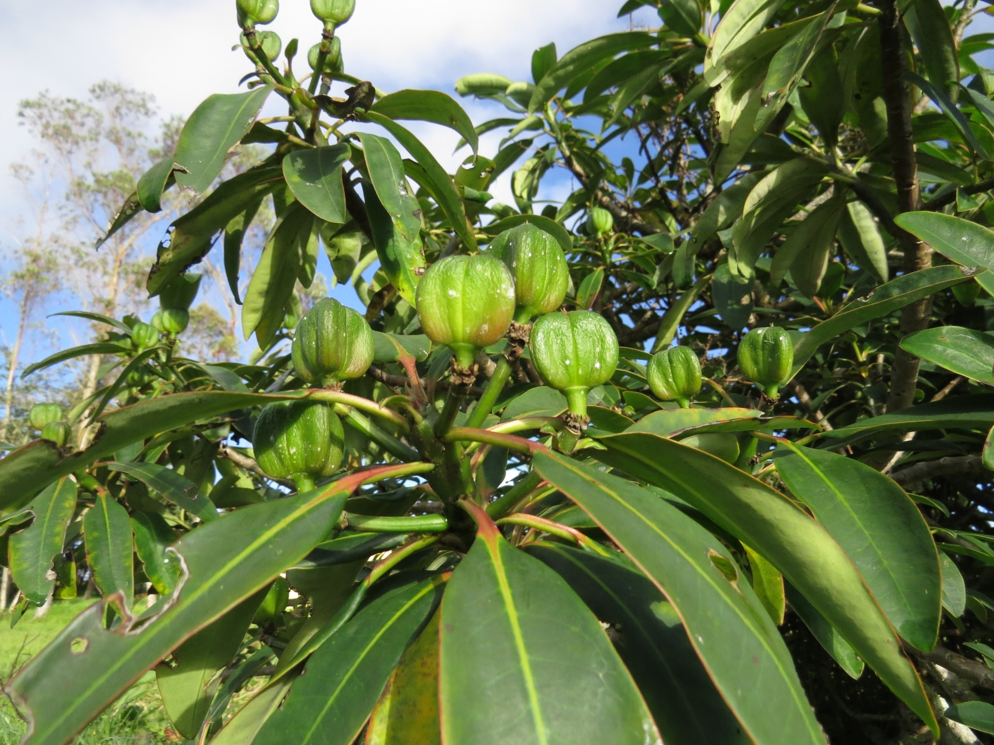 Euphorbia laurifolia