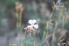 Dianthus rupicola