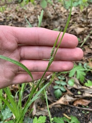 Carex grisea