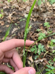 Carex grisea