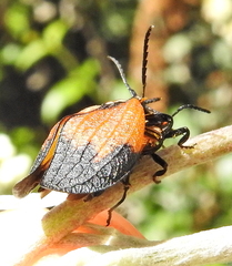Lycus palliatus