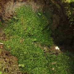 Cephaloziella turneri