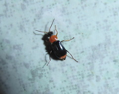 Ebaeus