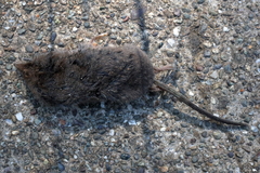 Sorex vagrans