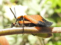 Lycus palliatus
