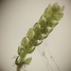 Cephaloziella turneri